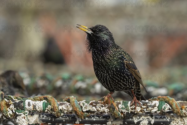 Common starling (Sturnus vulgaris) adult bird singing on a lobster fishing pot in a urban harbour, Dorset, England, United Kingdom, Europe