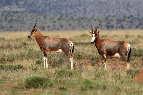 Bontebok (Damaliscus pygargus), adult, subadult, two, foraging, Mountain Zebra National Park, South Africa, Africa