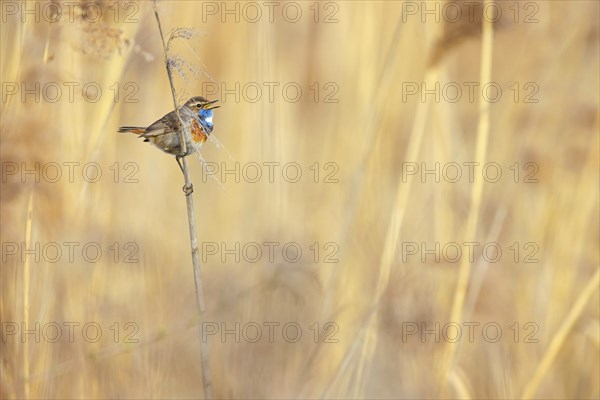 White-throated bluethroat (Luscinia svecica), Luscinia svecicus, Hockenheim, Baden-Württemberg, Germany, Europe