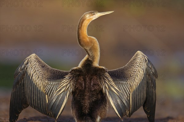 African darter (Anhinga rufa), Marakissa River Camp / Canoe tri, Marakissa, South Bank, Gambia, Africa