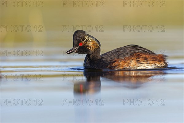 Black-necked grebe (Podiceps nigricollis), swimming in the water, Hides de El Taray / Floating Hid, Villafranca de los Caballeros, Castilla La Mancha / Toledo, Spain, Europe