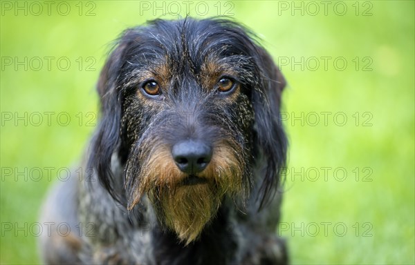 Rough-haired dachshund (Canis lupus familiaris) puppy, male, 3 years, animal portrait, meadow, Stuttgart, Baden-Württemberg, Germany, Europe