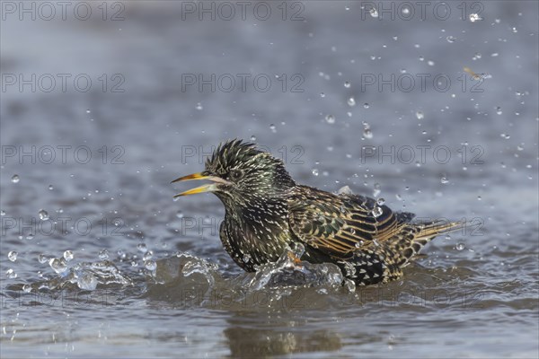 European starling (Sturnus vulgaris) adult bird bathing in a puddle of water, England, United Kingdom, Europe