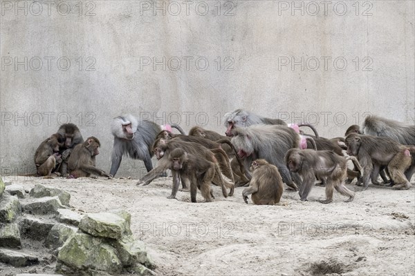 Hamadryas baboons (Papio hamadryas), Emmen Zoo, Netherlands