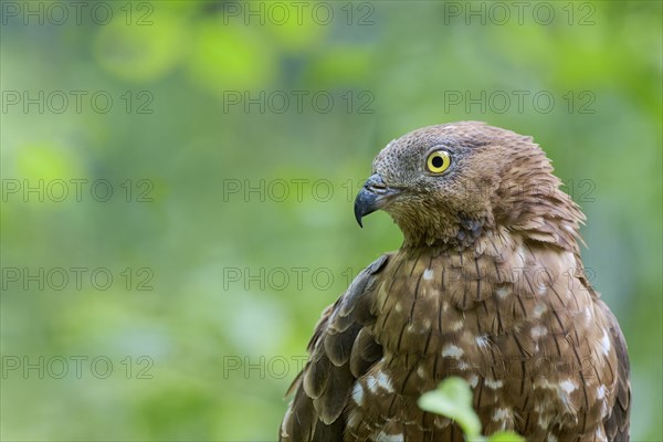 European honey buzzard (Pernis apivorus), Bavaria, Germany, Europe