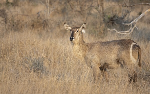 Ellipsen waterbuck (Kobus ellipsiprymnus), adult female in dry grass, Kruger National Park, South Africa, Africa