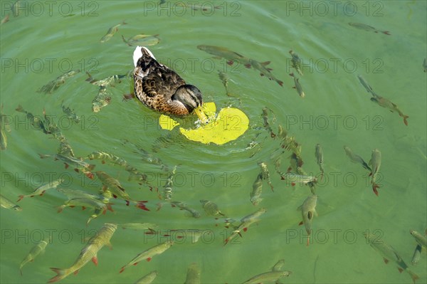 Female mallard (Anas platyrhynchos) eating the leaf of a European white water lily (Nymphaea alba), with carp (Cyprinidae) of the species common roach (Rutilus rutilus) and common rudd (Scardinius erythrophthalmus) circling below, Klostersee at Seeon Monastery, Upper Bavaria, Bavaria, Germany, Europe