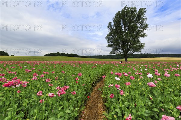 Hiking trail in an opium poppy (Papaver somniferum), solitary tree in a poppy field, pink flowers and seed capsules, Germerode, MeiÃŸner, Geo-nature park Park Frau-Holle-Land, Hesse, Germany, Europe