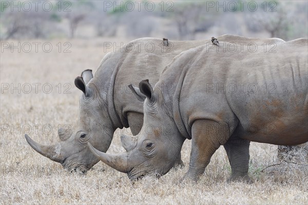 Southern white rhinoceroses (Ceratotherium simum simum), two adult males feeding on dry grass, with two red-billed oxpeckers (Buphagus erythrorynchus) on their backs, Kruger National Park, South Africa, Africa