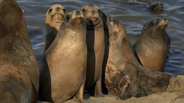 USA, California, San Francisco, Sea lions at the pier, (Otariinae), San Francisco, California, USA, North America