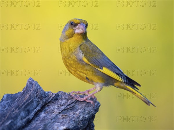 Greenfinch, Greenfinch, European Greenfinch, Western Greenfinch, Carduelis chloris, (Chloris chloris), Hockenheim, Baden-Württemberg, Germany, Europe