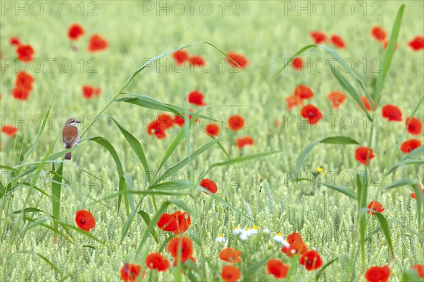 Red-backed shrike (Lanius collurio), Pie-griÃ‹che Ãˆcorcheur, AlcaudÃ›n Dorsirrojo, Spider, spider, Hockenheim, Baden-WÂ¸rttemberg, Germany, Europe