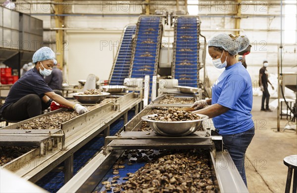 KAJU, Cashew factory. Women picking out the whole nuts from the shells on a conveyor belt, cashew nut factory near Cotonou in Benin, Glo-Djigbe, 07.03.2024.Photographed on behalf of the Federal Ministry for Economic Cooperation and Development