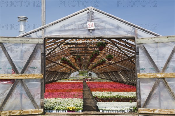 Opened doors on a greenhouse with white, pink and red flowering Begonia plants being grown in containers in spring, Quebec, Canada, North America