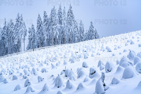 Fir tree protection, winter in Sauerland, Hochsauerlandkreis, at Kahler Asten, near Winterberg, few tourists, visitors, during the lockdown in January 2021, North Rhine-Westphalia, Germany, Europe