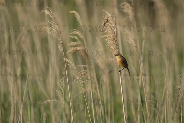 Bearded tit (Panurus biarmicus) juvenile bird on a Common reed (Phragmites australis) stem in a reed bed, Suffolk, England, United Kingdom, Europe