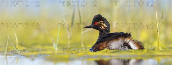 Black-necked grebe (Podiceps nigricollis), swimming in the water, Hides de El Taray / Floating Hid, Villafranca de los Caballeros, Castilla La Mancha / Toledo, Spain, Europe