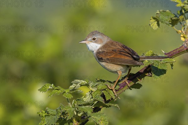 Common whitethroat (Sylvia communis), Fauvette grisette, Curruca Zarcera, Songbird, Shrub Wren, Wachenheim, Hockenheim, Baden-Württemberg, Germany, Europe