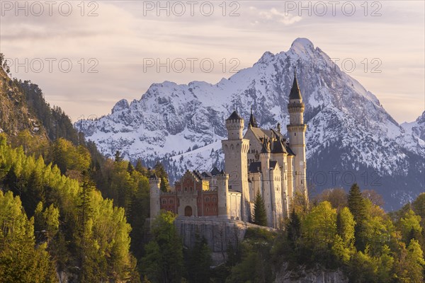 Neuschwanstein Castle near Füssen, evening mood, Schwangau, AllgÃ¤u Alps, snow, OstallgÃ¤u, Bavaria, Germany, Europe