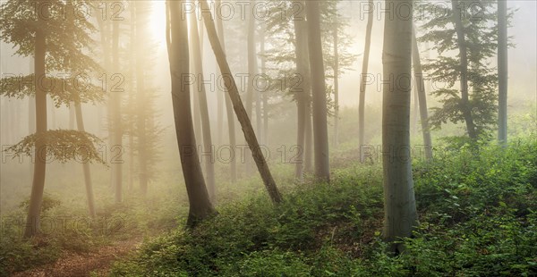 Natural beech forest in the morning light, the sun shines through the morning fog, near Freyburg (Unstrut), Saxony-Anhalt, Germany, Europe