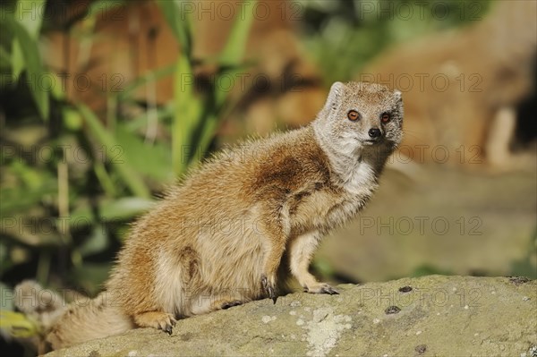 Yellow mongoose (Cynictis penicillata), captive, occurrence in Africa