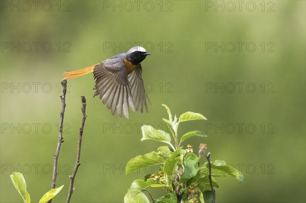 A Common redstart (Phoenicurus phoenicurus), male, in flight between green leaves, Hesse, Germany, Europe