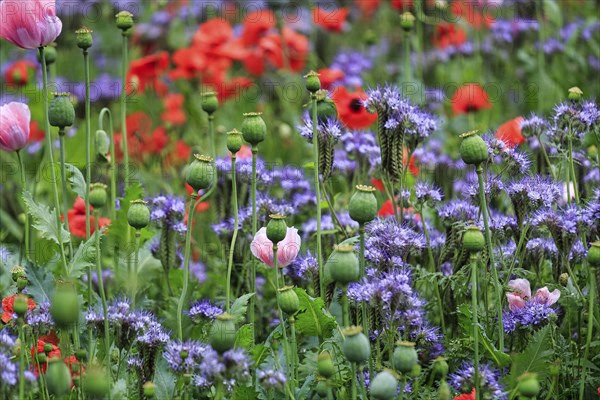 Colourful flower meadow, phacelia, tufted poppy, opium poppy, corn poppy, green manure, Germerode, MeiÃŸner, Frau-Holle-Land Geo-nature park Park, Hesse, Germany, Europe