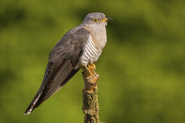 Common cuckoo (Cuculus canorus), Coucou gris, Cuco Europeo, Cuco Comun, Ast, branch, Ormoz area, Ormoz, Podravska, Slovenia, Europe