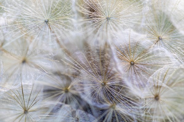 Seed head of meadow salsify (Tragopogon pratensis), Asteraceae, Leibertingen, Upper Danube nature park Park, Baden-Württemberg, Germany, Europe