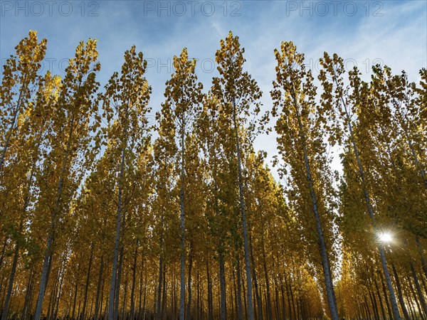 The setting sun shining through a forest of European Aspen (Populus tremula) in autumnal colours. Cultivated for timber. Drone shot. Granada province, Andalusia, Spain, Europe