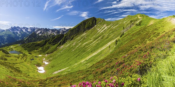 Alpine rose blossom (rhododendron) on the Fellhorn, 2038m, AllgÃ¤u Alps, Bavaria, Germany, Europe