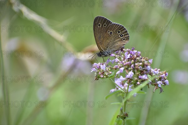 Ringlet (Aphantopus hyperantus) butterfly, Upper Bavaria, Germany, Europe