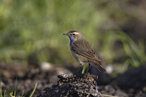 Bluethroat, Luscinia svecica, bluethroat