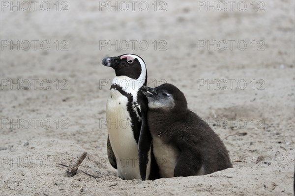 African penguin (Spheniscus demersus), adult with young, at the nest, Boulders Beach, Simonstown, Western Cape, South Africa, Africa