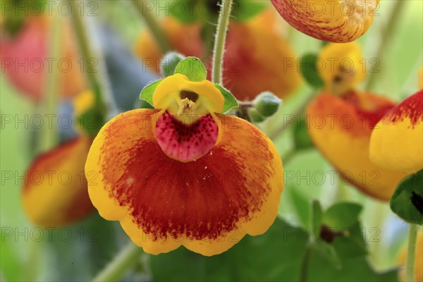 Slipper flower (Calceolaria Hybride), flowering, Elllerstadt, Germany, Europe