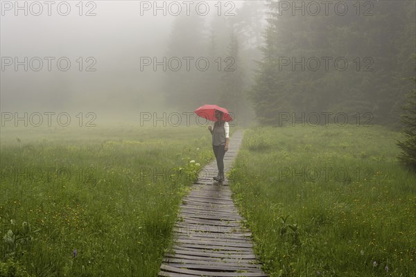 Woman 60-65 with umbrella in the Hühnermoos on a cloudy day with fog, a high moor at the Söllereck near Oberstdorf, AllgÃ¤u Alps, AllgÃ¤u, Bavaria, Germany, Europe