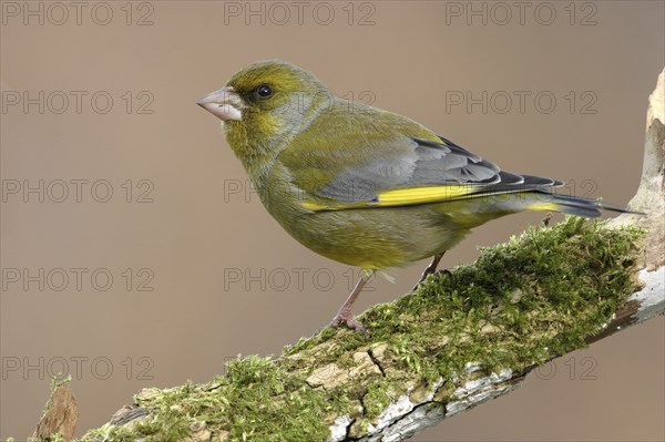 Greenfinch, Greenfinch, European Greenfinch, Western Greenfinch, Carduelis chloris, (Chloris chloris), Battenberg, Hockenheim, Baden-Württemberg, Germany, Europe