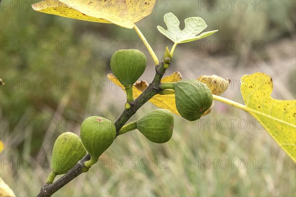 True fig (Ficus carica 'Brown Turkey'), Cambridge Botanical Garden, Czech Republic, Europe