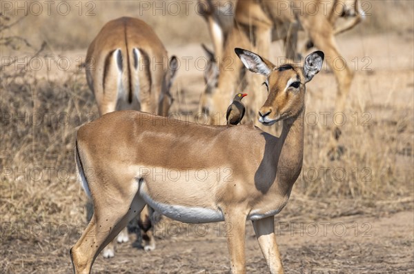 Impala (Aepyceros melampus) with red-billed oxpecker (Buphagus erythrorynchus), black heeler antelope, Kruger National Park, South Africa, Africa