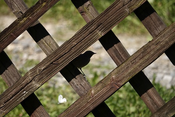 Redstart, May, Baden-Württemberg, Germany, Europe