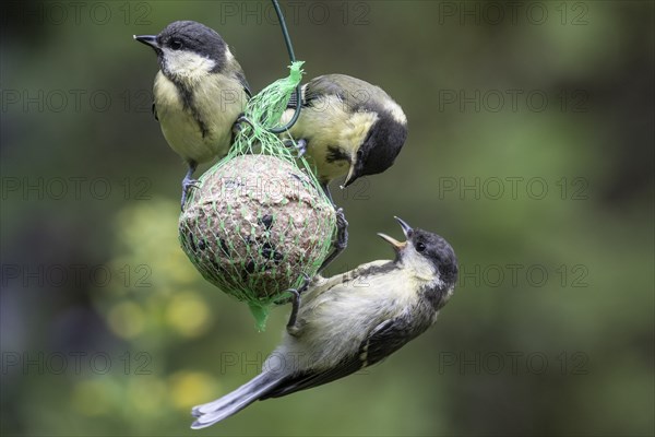 Great tits (Parus major) at the tit dumpling, Emsland, Lower Saxony, Germany, Europe