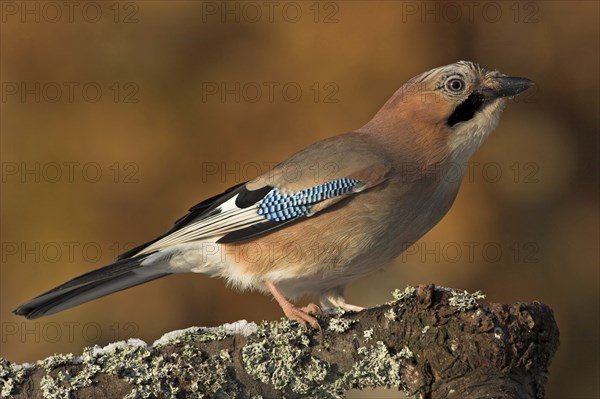 Jay, European Jay, Jay, eurasian jay (Garrulus glandarius), Geai des chênes, Arrendajo Comun, Arrendajo, on perch, Ormoz area, Ormoz, Podravska, Slovenia, Europe