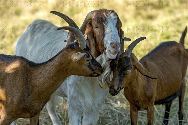 Goats (Capra), Boer goats, goats courting buck with long beard, scent, pasture with dry grass, summit mountain Hoherodskopf, Tertiary volcano, Schotten, Vogelsberg Volcanic Region nature park Park, Hesse, Germany, Europe