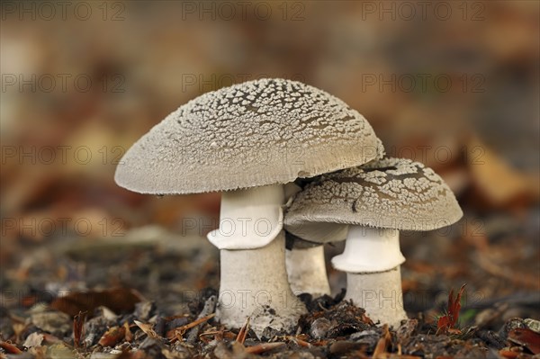 Pearl mushroom or blusher (Amanita rubescens), North Rhine-Westphalia, Germany, Europe