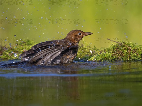 Blackbird (Turdus merula), one, individual, biotope, habitat, perch, water body, garden, Neuhofen, Rhineland-Palatinate, Federal Republic of Germany