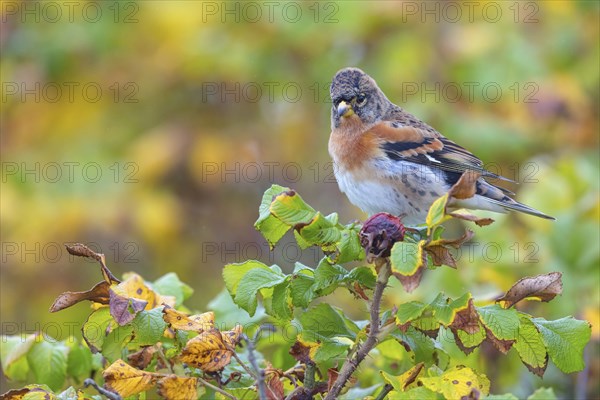 Brambling (Fringilla montifringilla), spring, foraging, Battenberg, Heligoland, Rhineland-Palatinate, Federal Republic of Germany