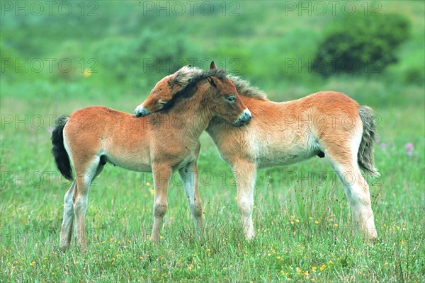 Exmoor pony, horses, foal, island Texel, Netherlands