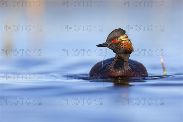 Black-necked grebe (Podiceps nigricollis), swimming in the water, Hides de El Taray / Floating Hid, Villafranca de los Caballeros, Castilla La Mancha / Toledo, Spain, Europe