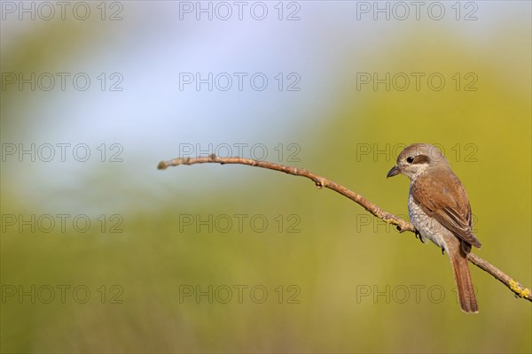 Red-backed shrike (Lanius collurio), female, district of Worms, Hockenheim, Baden-Württemberg, Germany, Europe