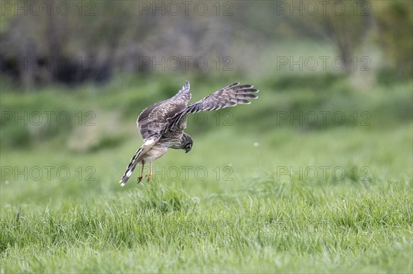 Hen harrier (Circus cyaneus), Emsland, Lower Saxony, Germany, Europe